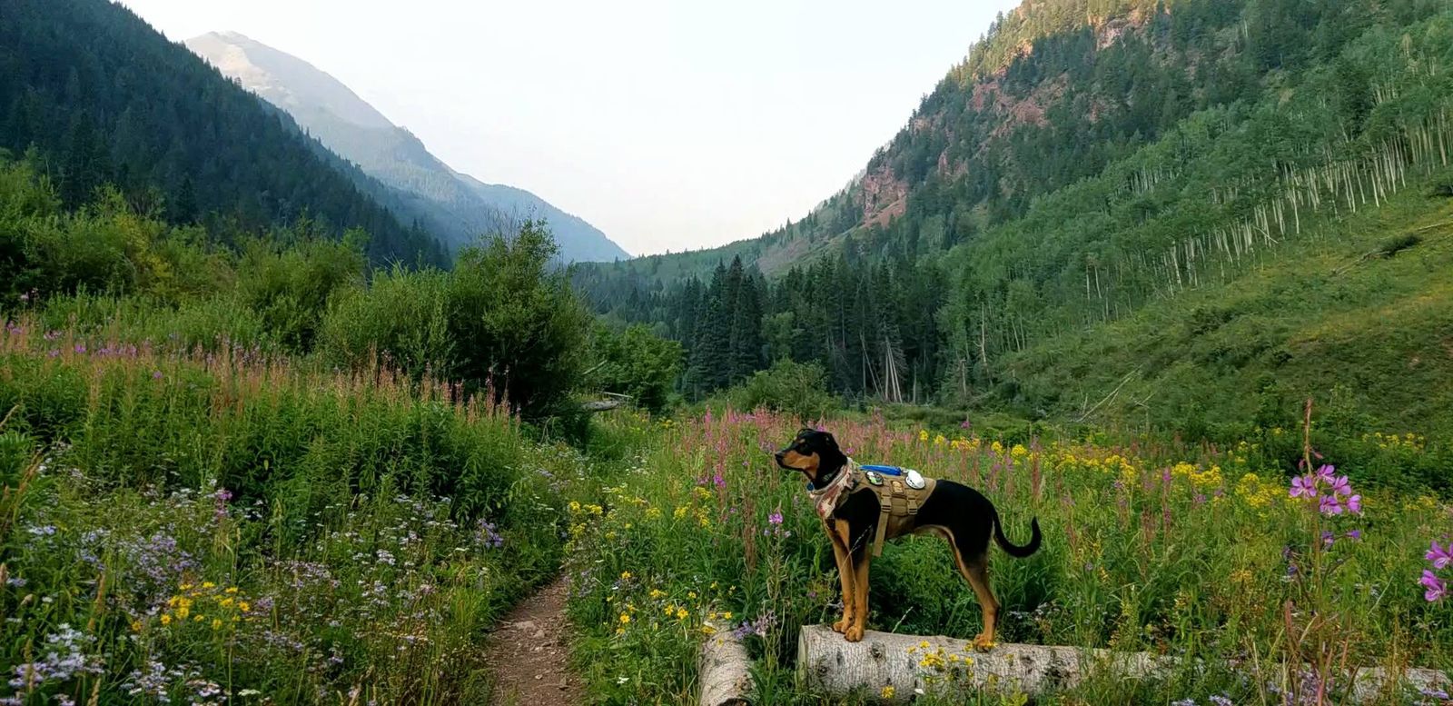 A dog on a Boulder-area hiking trail.
